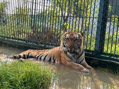 International Forests Day: बच्चों को लुभा रहा गोरखपुर का यह चिड़िया घर, सैलानियों की उमड़ रही भीड़, देखें तस्वीर