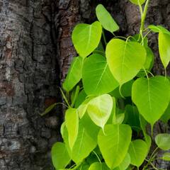 Pipal Leaves : ਅਨੇਕਾਂ ਬਿਮਾਰੀਆਂ 'ਚ ਚਮਤਕਾਰੀ ਔਸ਼ਧੀ ਦਾ ਕੰਮ ਕਰਦੇ ਹਨ ਪਿੱਪਲ ਦੇ ਪੱਤੇ