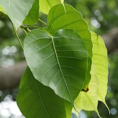 Pipal Leaves : ਅਨੇਕਾਂ ਬਿਮਾਰੀਆਂ 'ਚ ਚਮਤਕਾਰੀ ਔਸ਼ਧੀ ਦਾ ਕੰਮ ਕਰਦੇ ਹਨ ਪਿੱਪਲ ਦੇ ਪੱਤੇ