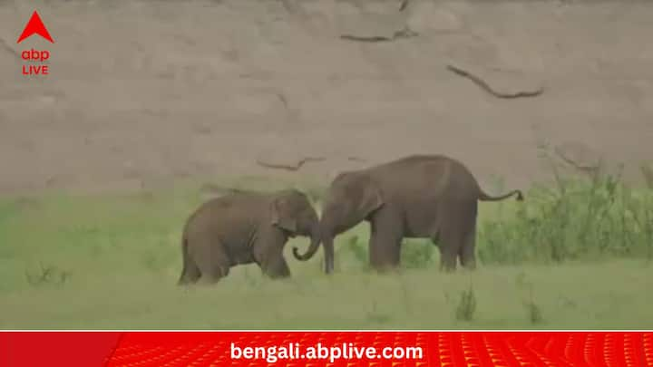 Baby Elephants Video: তামিলনাড়ুর এক অরণ্যে দুই হস্তিশাবকের খেলার ছোট্ট ভিডিও। পোস্ট করেছেন আইএএস অফিসার সুপ্রিয়া সাহু। তুমুল ভাইরাল সেটি।