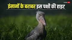 दुनिया में ये पक्षी सबसे खतरनाक, बड़े जानवरों को बनाते हैं शिकार