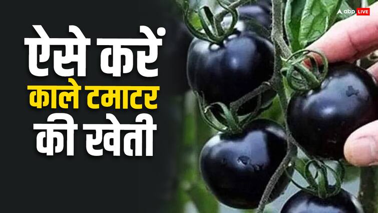 black tomato farming tips you will get profit worth lakhs ​बेहद ही कम समय में काला टमाटर ​कर देगा मालामाल,​ जानिए कैसे करते हैं इसकी खेती