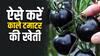 ​बेहद ही कम समय में काला टमाटर ​कर देगा मालामाल,​ जानिए कैसे करते हैं इसकी खेती