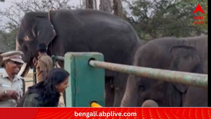তামিলনাড়ুর পরিবেশ ও বন্যপ্রাণ সংরক্ষণ নিয়ে এই আমলা যে অত্যন্ত সক্রিয়, সেটি তাঁর সোশ্যাল মিডিয়া হ্যান্ডেলের নানা পোস্টে চোখ বোলালেই বোঝা যায়। যেমন, নীলগিরি-সফরের সময় বোম্মু এবং রঘু নামে এই দুটি হাতির ছবি পোস্ট করেন সুপ্রিয়া। সঙ্গে লেখেন, এই দুজনকে দেখে না এলে 'নীলগিরি-সফর' শেষ হয় না। (ছবি:Supriya Sahu IAS X Handle)
