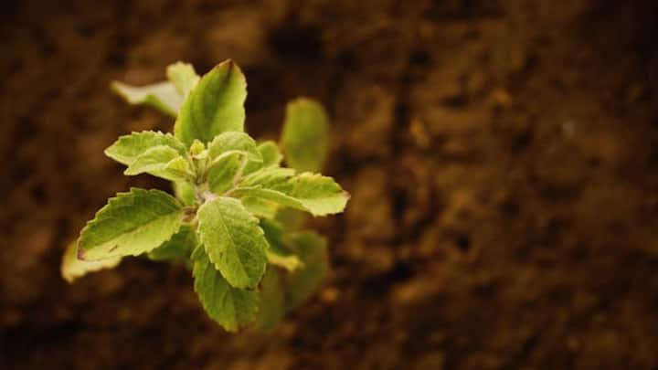 Plant Watering Time: रिपोर्ट्स के अनुसार घर के पौधों में सुबह के वक्त पानी डालने से उनकी ग्रोथ अच्छी होती है.