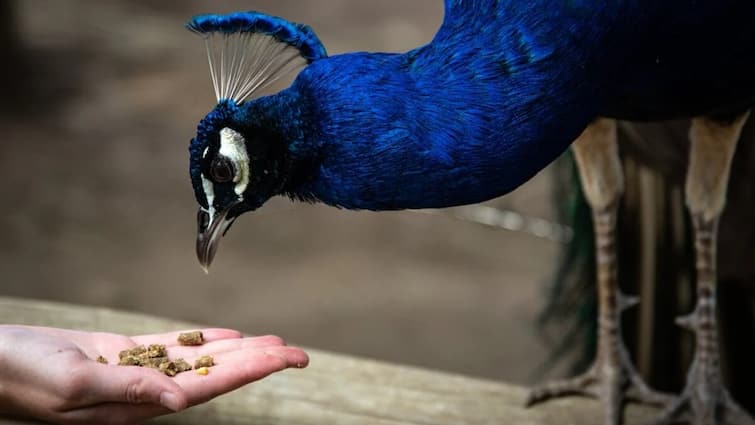 Is India's national bird peacock a carnivore National Bird : ਕੀ ਭਾਰਤ ਦਾ ਰਾਸ਼ਟਰੀ ਪੰਛੀ ਮੋਰ ਮਾਸਾਹਾਰੀ ਹੈ, ਜਾਣੋ ਸੱਚ?