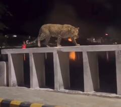 Udaipur Fire: राजस्थान के उदयपुर में धधक रही अरावली पहाड़ियां, आबादी वाले इलाके में घुस आया पैंथर