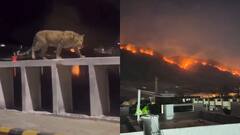 Udaipur Fire: राजस्थान के उदयपुर में धधक रही अरावली पहाड़ियां, आबादी वाले इलाके में घुस आया पैंथर