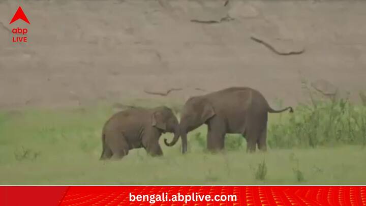 সবুজ প্রকৃতির মাঝে, নিজেদের মতো খেলায় মেতে দুই হস্তিশাবক। আশপাশ দিয়ে প্রমাণ মাপের হাতিদের হেঁটে চলে বেড়াতে দেখা যাচ্ছে বটে। কিন্তু দুই শাবকের খেলা-খুনসুটি নিয়ে বিন্দুমাত্র ভাবিত নয় তারা।  (ছবি:Supriya Sahu IAS X Handle)