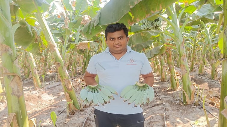 successfully experimented Blue Java Banana  in Solapur district farmers first time in India Blue Java Banana Farming उजनीच्या काठावर फुलला 'ब्लू जावा' केळीचा मळा, भारतात प्रथमच यशस्वी प्रयोग, निळ्या रंगाच्या केळीचं वेगळेपण काय? 