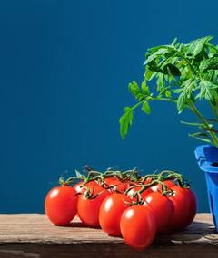 घर पर टमाटर को कैसे उगाएं?