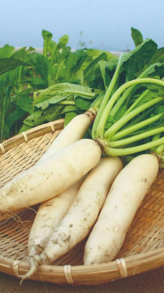 5 લોકોએ મૂળો ખાવાની ભૂલ ન કરવી, નહીંતર પસ્તાશો