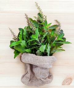 तुलसी के पौधे की देखभाल कैसे करें?