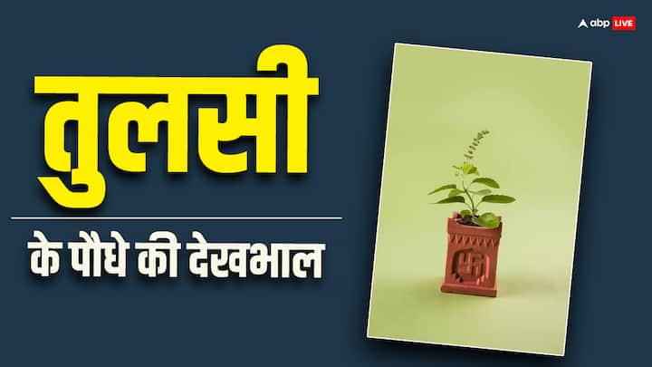 तुलसी के पौधे घर में होना काफी शुभ माना जाता है, लेकिन कई लोग शिकायत करते हैं उनका बहुत जल्दी मर जाता है. आइये आपको बताते हैं कि इसकी देखभाल कैसे कर सकते हैं.