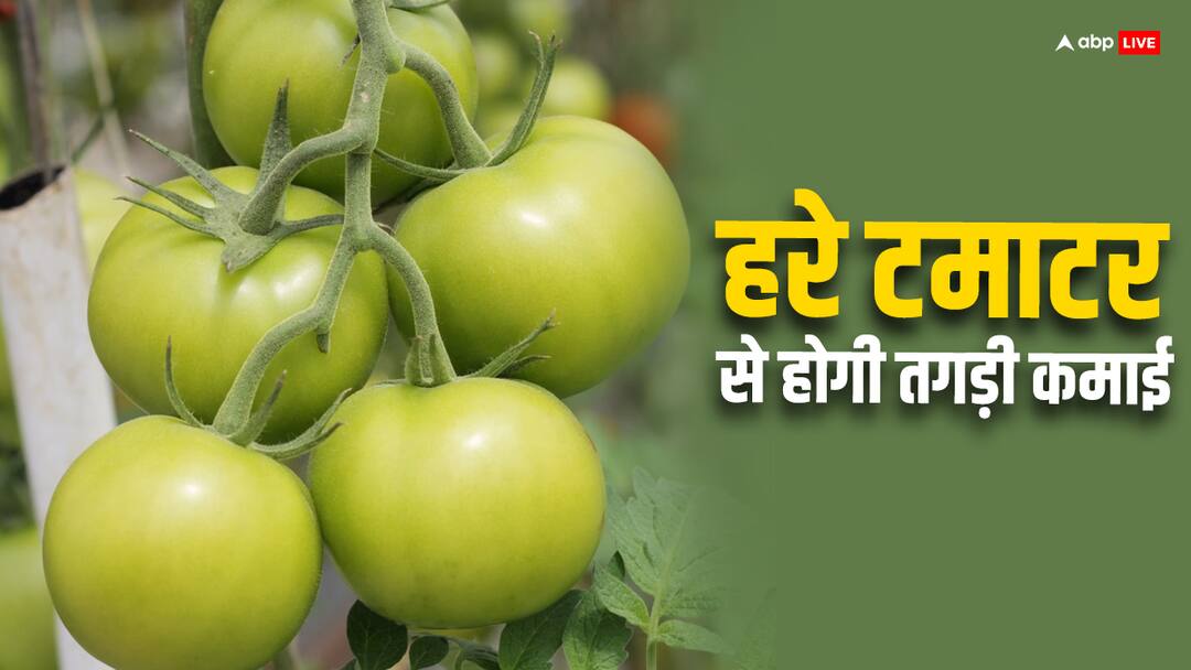 हरा टमाटर कर देगा आपको मालामाल, जानिए कैसे करें इसकी खेती Green tomatoes farming tips this will make you rich know the complete process हरा टमाटर कर देगा आपको मालामाल, जानिए कैसे करें इसकी खेती