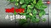 Money Plant: घर में भूलकर भी न रखें इस तरह का मनी प्लांट, बढ़ेगी आर्थिक तंगी, हो जाएंगे कंगाल