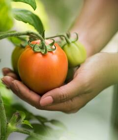 घर पर टमाटर को कैसे उगाएं?