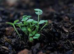 House Plants watering time: ਸਵੇਰੇ ਜਾਂ ਸ਼ਾਮ, ਘਰ ਦੇ ਪੌਦਿਆਂ ਨੂੰ ਕਿਸ ਵੇਲੇ ਦੇਣਾ ਚਾਹੀਦਾ ਪਾਣੀ, ਇੱਥੇ ਜਾਣੋ ਹਰ ਸਵਾਲ ਦਾ ਜਵਾਬ