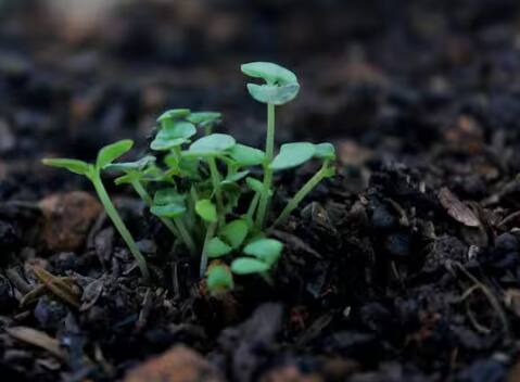 ਅੱਜ ਅਸੀਂ ਤੁਹਾਨੂੰ ਦੱਸਾਂਗੇ ਕਿ ਪੌਦਿਆਂ ਨੂੰ ਪਾਣੀ ਦੇਣ ਦਾ ਸਹੀ ਸਮਾਂ ਕੀ ਹੈ। ਰਿਪੋਰਟ ਮੁਤਾਬਕ ਪੌਦਿਆਂ ਨੂੰ ਹਰ ਮੌਸਮ ਵਿੱਚ ਪਾਣੀ ਦੀ ਲੋੜ ਹੁੰਦੀ ਹੈ। ਉੱਥੇ ਹੀ ਗਰਮੀਆਂ ਦੇ ਮੌਸਮ ਵਿੱਚ ਪੌਦਿਆਂ ਨੂੰ ਵੱਧ ਪਾਣੀ ਦੀ ਲੋੜ ਹੁੰਦੀ ਹੈ।