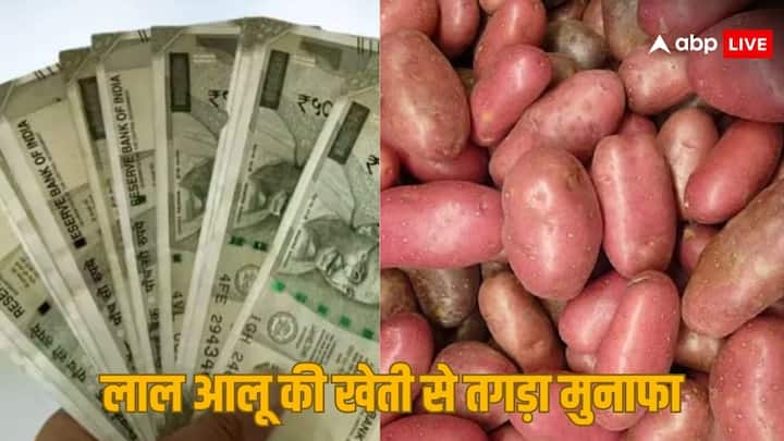 red potato farming will give you lot of profit know the cultivation process लाल आलू की खेती से कमा सकते हैं तगड़ा मुनाफा, जानें तरीका