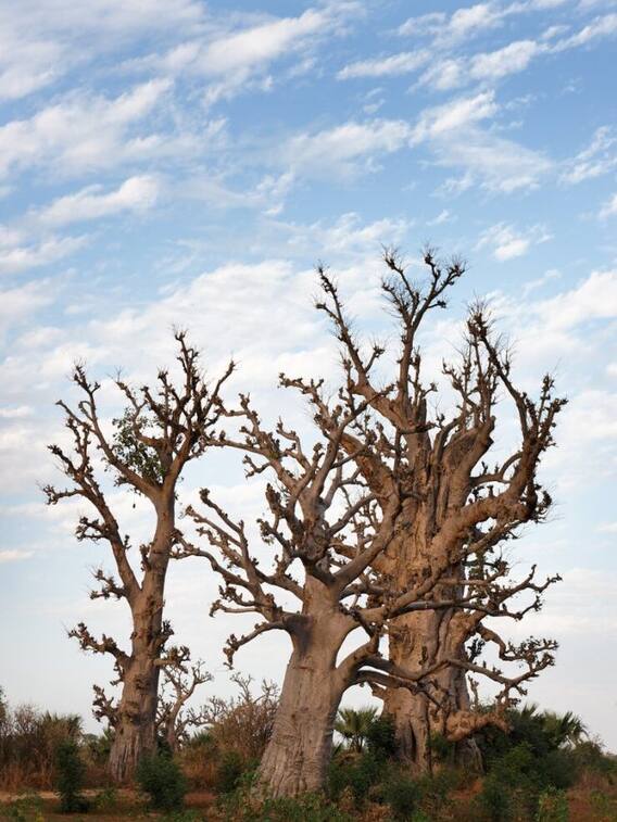 पौधों के पत्तों को सूखने से बचाने के आसान टिप्स