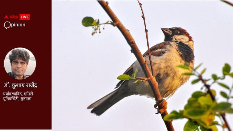 Sparrow is the companion of human journey through civilization and we need to protect it मानव सभ्यता की सहचर घरेलू गौरैया: अंध-विकास और आधुनिकता से इसे बचाने की जरूरत