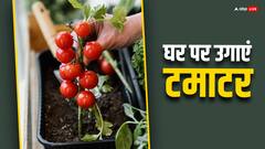घर पर टमाटर को कैसे उगाएं?