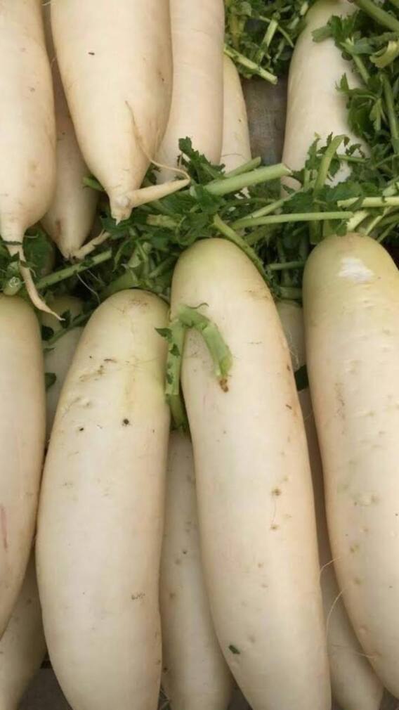 ਮੂਲੀ ਨਾਲ ਨਾ ਖਾਓ ਇਹ ਚੀਜ਼ਾਂ, ਸਰੀਰ ਲਈ ਨੁਕਸਾਨਦਾਇਕ