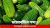 Cucumber Benefits: ডায়াবেটিস রোগীদের কি শসা খাওয়া উচিত ?