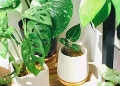 House Plants watering time: ਸਵੇਰੇ ਜਾਂ ਸ਼ਾਮ, ਘਰ ਦੇ ਪੌਦਿਆਂ ਨੂੰ ਕਿਸ ਵੇਲੇ ਦੇਣਾ ਚਾਹੀਦਾ ਪਾਣੀ, ਇੱਥੇ ਜਾਣੋ ਹਰ ਸਵਾਲ ਦਾ ਜਵਾਬ