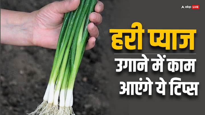 Green Farming Tips: अगर कोई पारंपरिक खेती छोड़कर कुछ और उगाना चाहता है. तो हरी प्याज उसके लिए सबसे बेस्ट रहेगी. चलिए जानते हैं. कैसे करें हरी प्याज की खेती.