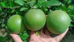 गर्मियों में खूब होती है मौसंबी की खपत, जानिए कैसे मौसंबी की खेती से कमाएं मुनाफा