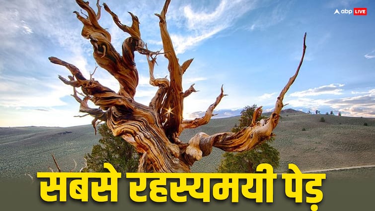 These are the strangest trees in the world know why they are called mysterious ये हैं दुनिया के सबसे अजीब पेड़...जानिए इन्हें रहस्यमयी क्यों कहा जाता है