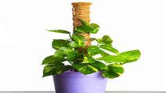 જો તમે નકારાત્મકતાને ઘરથી દૂર રાખવા માંગો છો તો આજે જ લગાવો આ છોડ