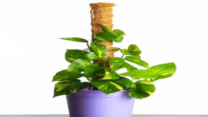 મની પ્લાન્ટ- તમામ સંસ્કૃતિઓ અને માન્યતાઓમાં, મની પ્લાન્ટ સારા નસીબ અને સમૃદ્ધિ લાવવા માટે જાણીતું છે અને ઘરની આર્થિકતાને નુકસાન પહોંચાડતી કોઈપણ નકારાત્મક ઊર્જાને દૂર રાખે છે. ઘરની અંદરના વાતાવરણમાં મની પ્લાન્ટની સંભાળ રાખવી પણ સરળ છે.