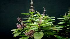 જો તમે નકારાત્મકતાને ઘરથી દૂર રાખવા માંગો છો તો આજે જ લગાવો આ છોડ