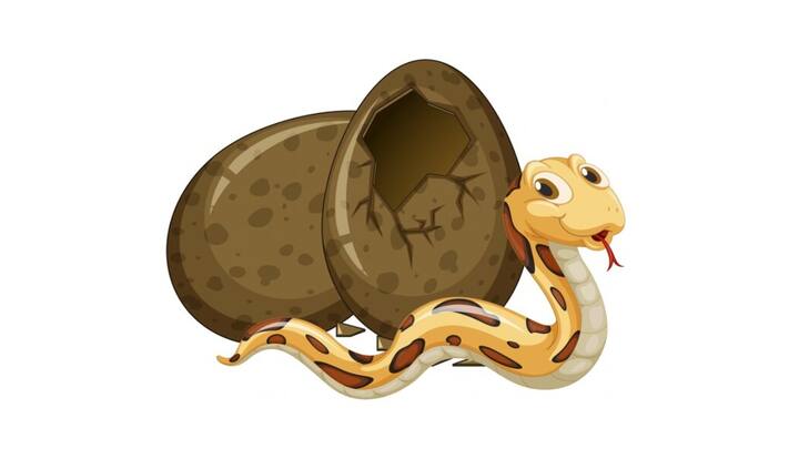 इसके अलावा दुनियाभर में सांप की कई सारी प्रजातियां पाई जाती हैं. जानकारी के मुताबिक नशा करने के लिए इनकी कुछ खास प्रजातियों का इस्तेमाल करते हैं. इसके लिए इन सांपों की तस्करी होती है.