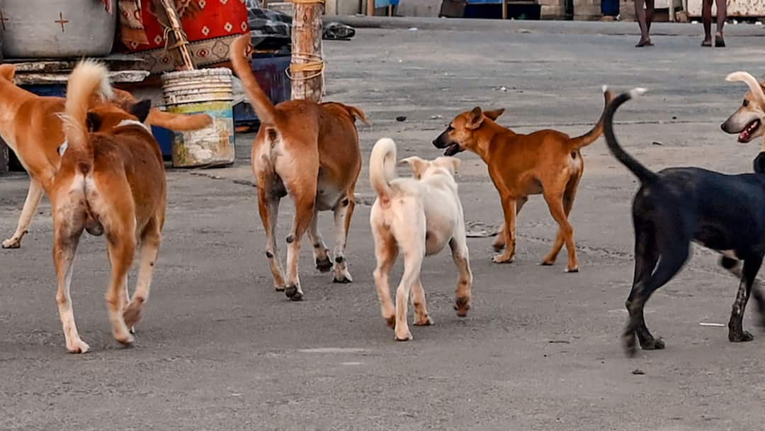 Shocking incident took place when dead bodies of 10 stray dogs were dumped in sacks in drain in Kandivali West of Mumbai मुंबई हादरली, 10 भटक्या कुत्र्यांना ठार केलं अन् गोणीत भरुन नाल्यात टाकलं; धक्कादायक प्रकार समोर