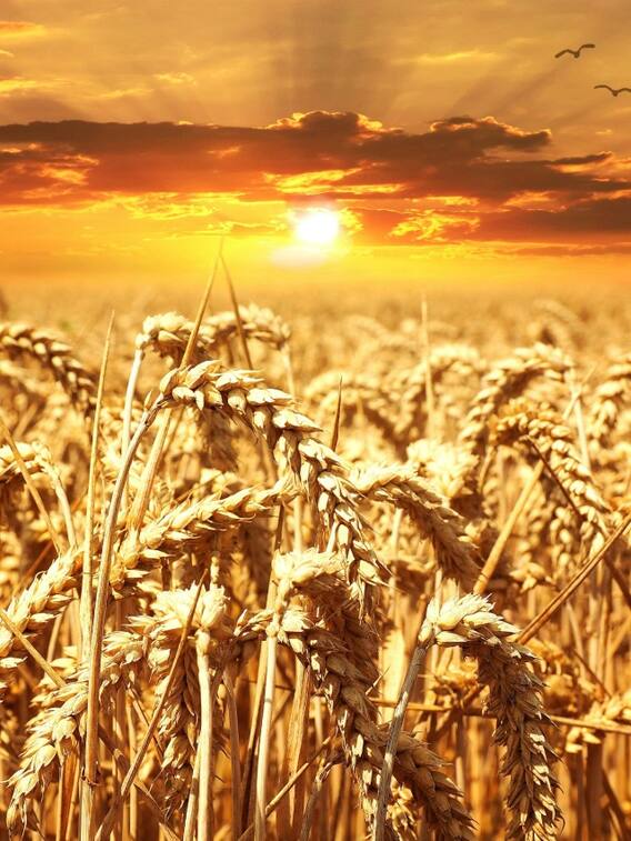 गेहूं की अच्छी पैदावार के लिए करें ये काम