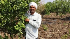 गर्मियों में खूब होती है मौसंबी की खपत, जानिए कैसे मौसंबी की खेती से कमाएं मुनाफा