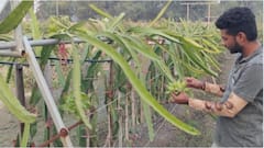 करोड़पति बना देगी ड्रैगन फ्रूट की खेती, एक बार की इन्वेस्टमेंट में 25 साल तक मुनाफा