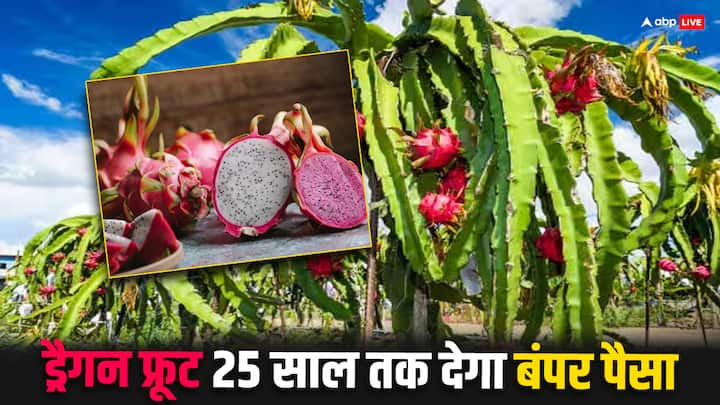 Dragon Fruit Farming: भारत में अब काफी किसान ड्रैगन फ्रूट की खेती कर रहे हैं. ड्रैगन फ्रूट का पेड़  25 साल तक आपको फल देता रहता है. एक बार पैसे लगाने के बाद आप करोड़ों रुपये कमा सकते हैं.