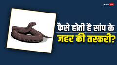 सांप के जहर की कैसे होती है तस्करी, इस कानून के तहत मिलती है सजा