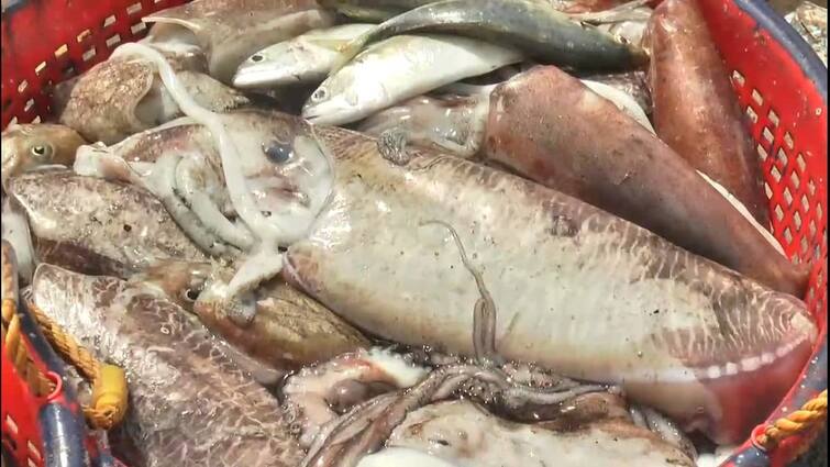 Medicinal cuttle fish caught seasonally in Athirampatnam - TNN அதிராம்பட்டினத்தில் சீசன் மாறி பிடிப்படும் மருத்துவக்குணம் கொண்ட கணவாய் மீன்கள்