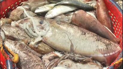Medicinal cuttle fish caught seasonally in Athirampatnam - TNN அதிராம்பட்டினத்தில் சீசன் மாறி பிடிப்படும் மருத்துவக்குணம் கொண்ட கணவாய் மீன்கள்