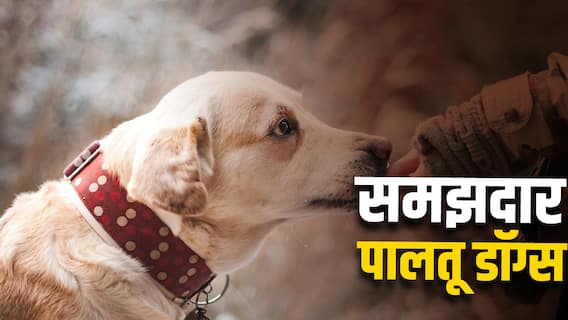 पालतू डॉग्स मालिक के शब्दों को कितना समझते हैं? रिसर्च में हुआ बड़ा खुलासा पालतू डॉग्स मालिक के शब्दों को कितना समझते हैं? रिसर्च में हुआ बड़ा खुलासा
