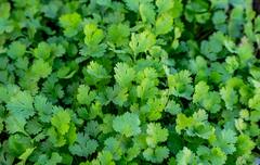 Homemade Face Packs : कोथिंबिरीच्या पानापासून बनवलेले हे फेसपॅक चेहऱ्यावर झटपट चमक आणतील, जाणून घ्या कसे बनवायचे !