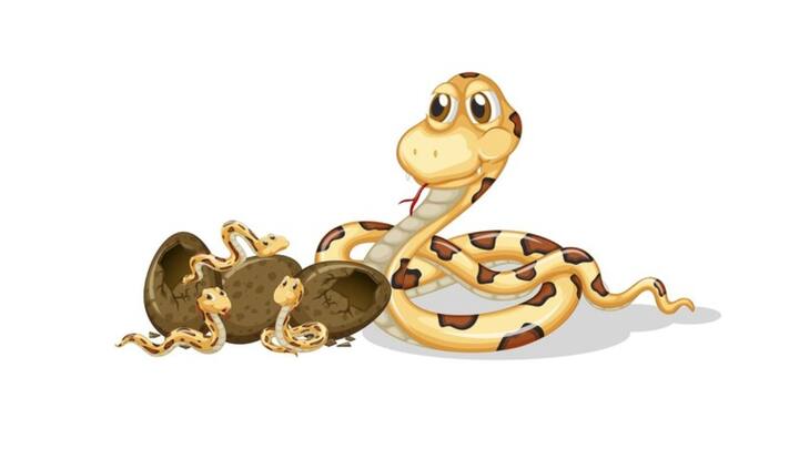 सवाल ये है कि आखिर लोग कैसे सांप के जहर का नशा करते हैं. इंडियन जर्नल ऑफ फिजियोलॉजी एंड फार्माकोलॉजी के रिसर्च पेपर के मुताबिक सांप के जहर का नशा करने के लिए लोग आमतौर पर सांप को अपने होंठ के पास रखकर खुद को कटवाते हैं. इसके अलावा इसका नशा करने के लिए लोग खुद को होंठ, जीभ या कान के लोब पर भी सांप से डसवाते हैं. हालांकि ये बहुत झटके में किया जाता है, ताकि ज्यादा जहर ना जाए.