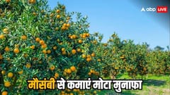 गर्मियों में खूब होती है मौसंबी की खपत, जानिए कैसे मौसंबी की खेती से कमाएं मुनाफा