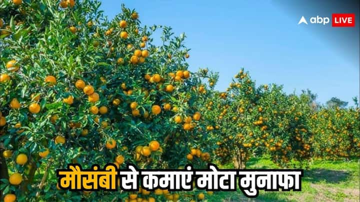 Mosambi Farming: किसान अब कई फलों की खेती कर रहे हैं. जिनमें मौसंबी भी काफी मुनाफे की खेती निकलकर सामने आई है. चलिए जानते हैं कैसे कर सकते हैं मौसंबी की खेती.